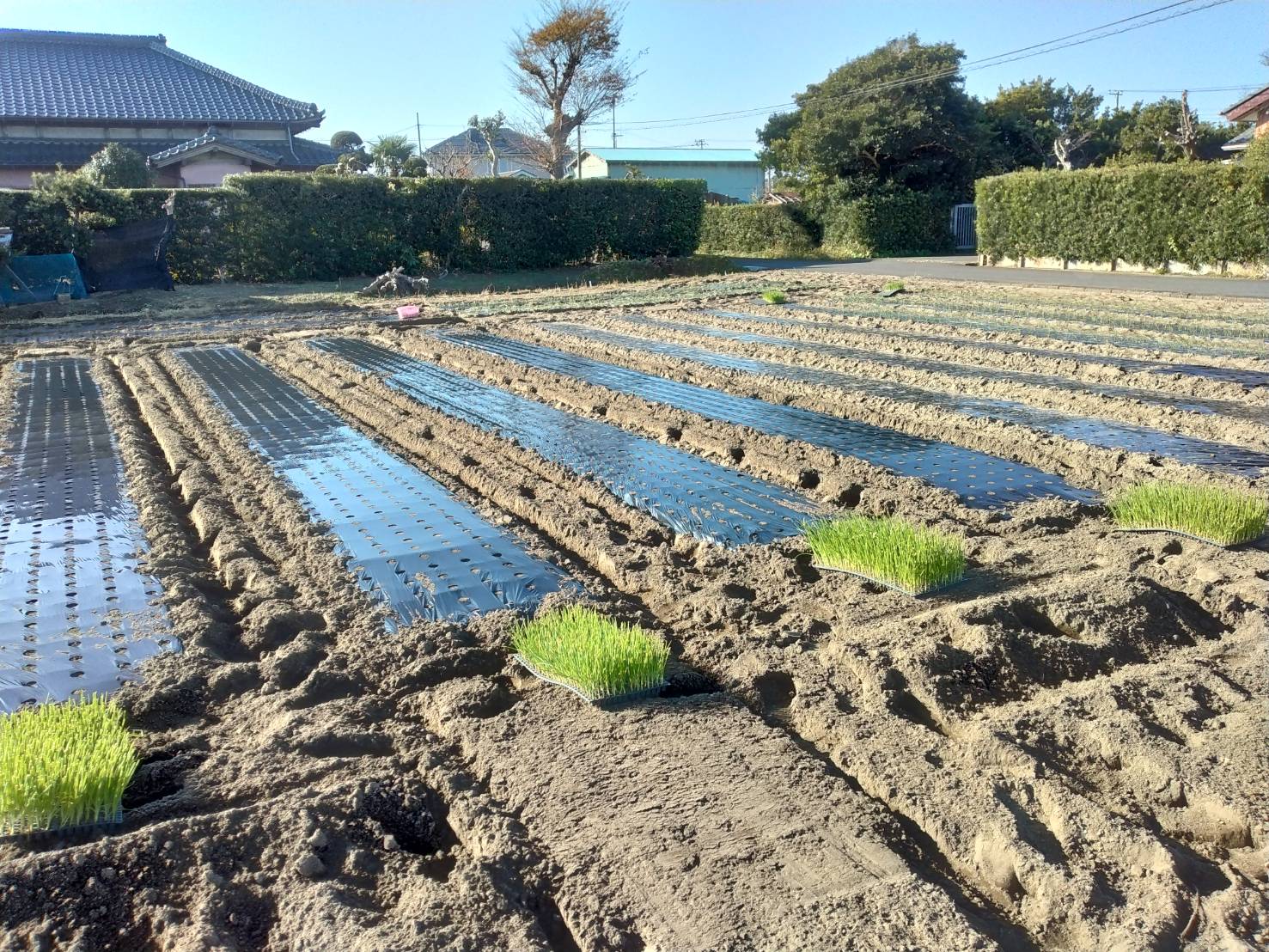 新農業体験企画を考案